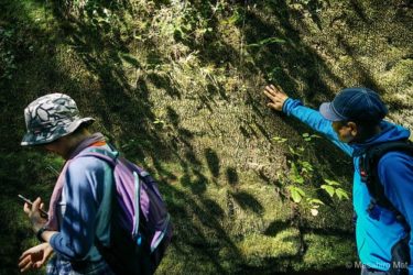 【苔の調査】2018夏