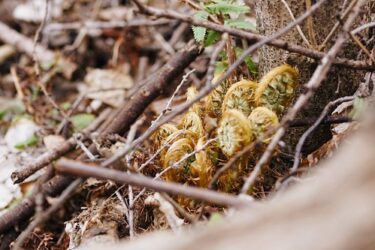 森林整備ボランティア【share the trail vol.17】